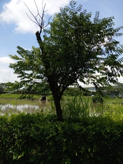 Diospyros kotoensis