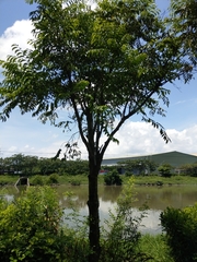 Diospyros kotoensis