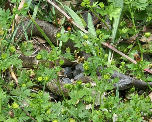Tiger Snake sighting