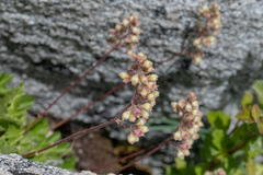 Heuchera merriamii