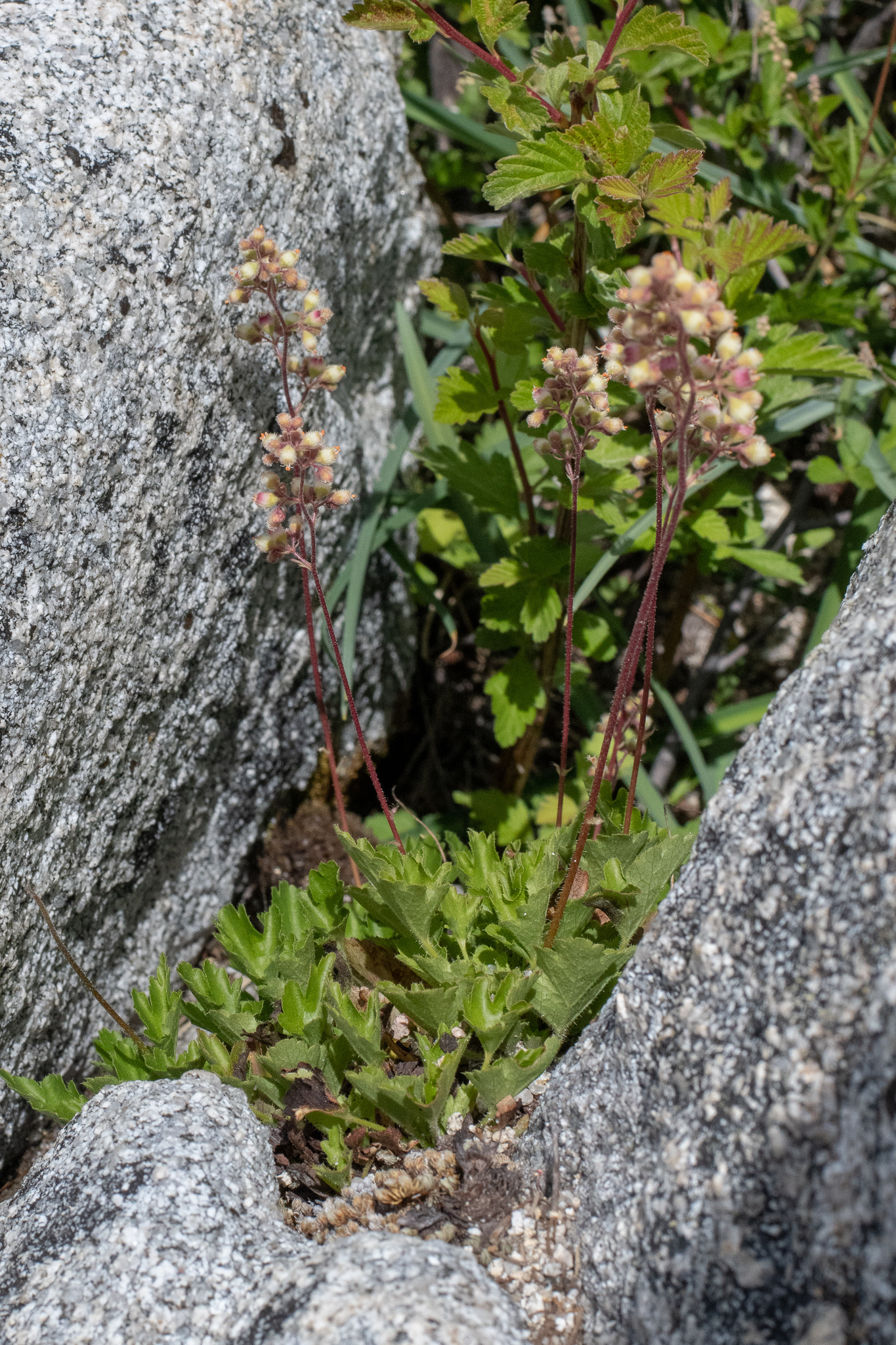 Heuchera merriamii