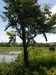 Diospyros kotoensis