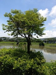 Diospyros kotoensis