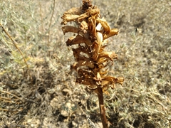 Orobanche cernua