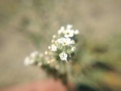 Heliotropium ellipticum