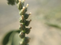 Heliotropium ellipticum