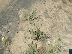 Heliotropium ellipticum