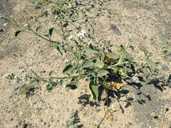 Heliotropium ellipticum