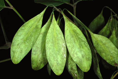 Carolina ash (Fraxinus caroliniana)
