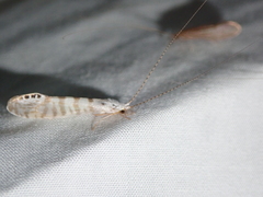 Nectopsyche exquisita