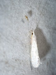 Nectopsyche exquisita