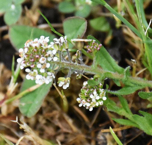 Purpleanther field pepperweed (Lepidium heterophyllum)