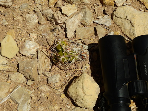 Maihueniopsis platyacantha