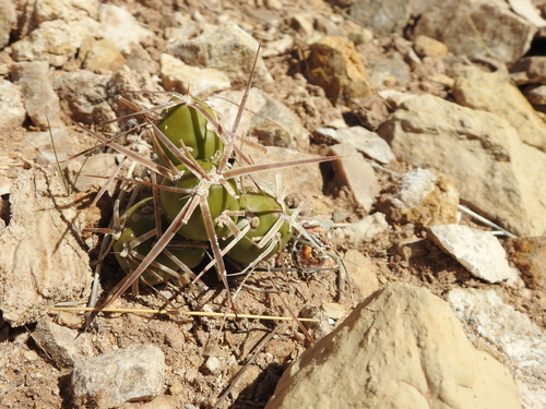 Maihueniopsis platyacantha