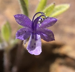 Trichostema austromontanum