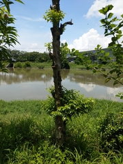 Diospyros kotoensis