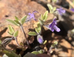 Trichostema austromontanum