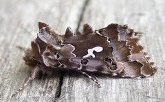 Autographa corusca