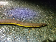 Gymnophiona