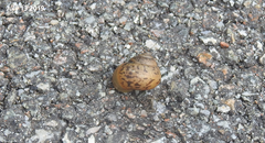 Acusta
