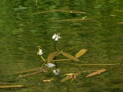 Sagittaria natans
