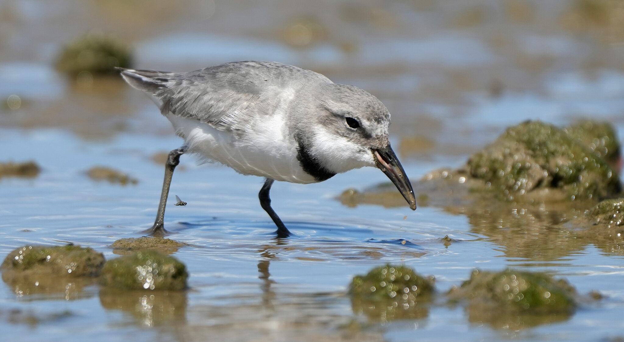 Wrybill illustration