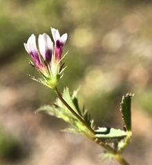 Trifolium variegatum