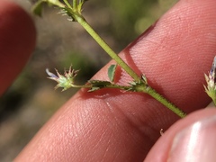 Trifolium variegatum