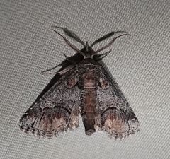 Paectes abrostolella