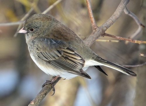 Northern Slate-colored Junco