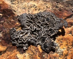 Umbilicaria virginis