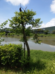 Diospyros kotoensis