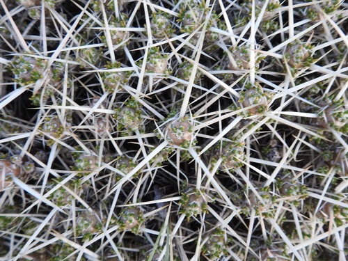 Image of Maihuenia patagonica by (c) Agustín Zarco, some rights reserved (CC BY)