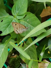 Ypthima baldus newboldi