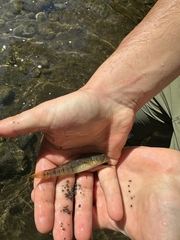 Naniha Goby photo 3