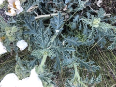 Argemone corymbosa