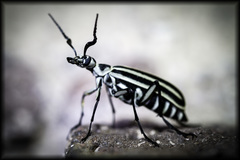 Epicauta atrivittata