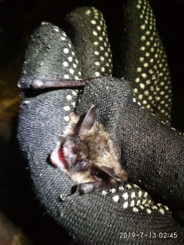 Myotis brandtii