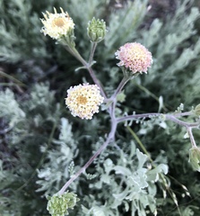 Chaenactis douglasii