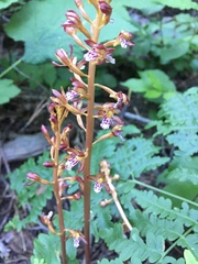 Corallorhiza maculata maculata