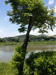 Diospyros kotoensis