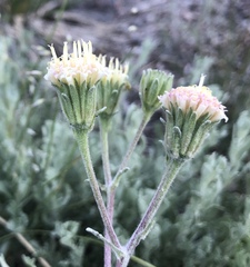 Chaenactis douglasii