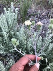 Chaenactis douglasii