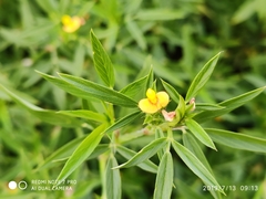 Angiospermae