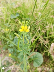 Angiospermae