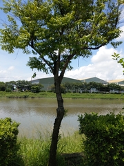 Diospyros kotoensis