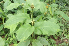 Goeppertia marantifolia