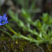 Pygmy Gentian - Photo (c) Denali National Park and Preserve, some rights reserved (CC BY)