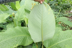 Goeppertia marantifolia