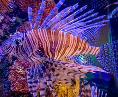 Pterois